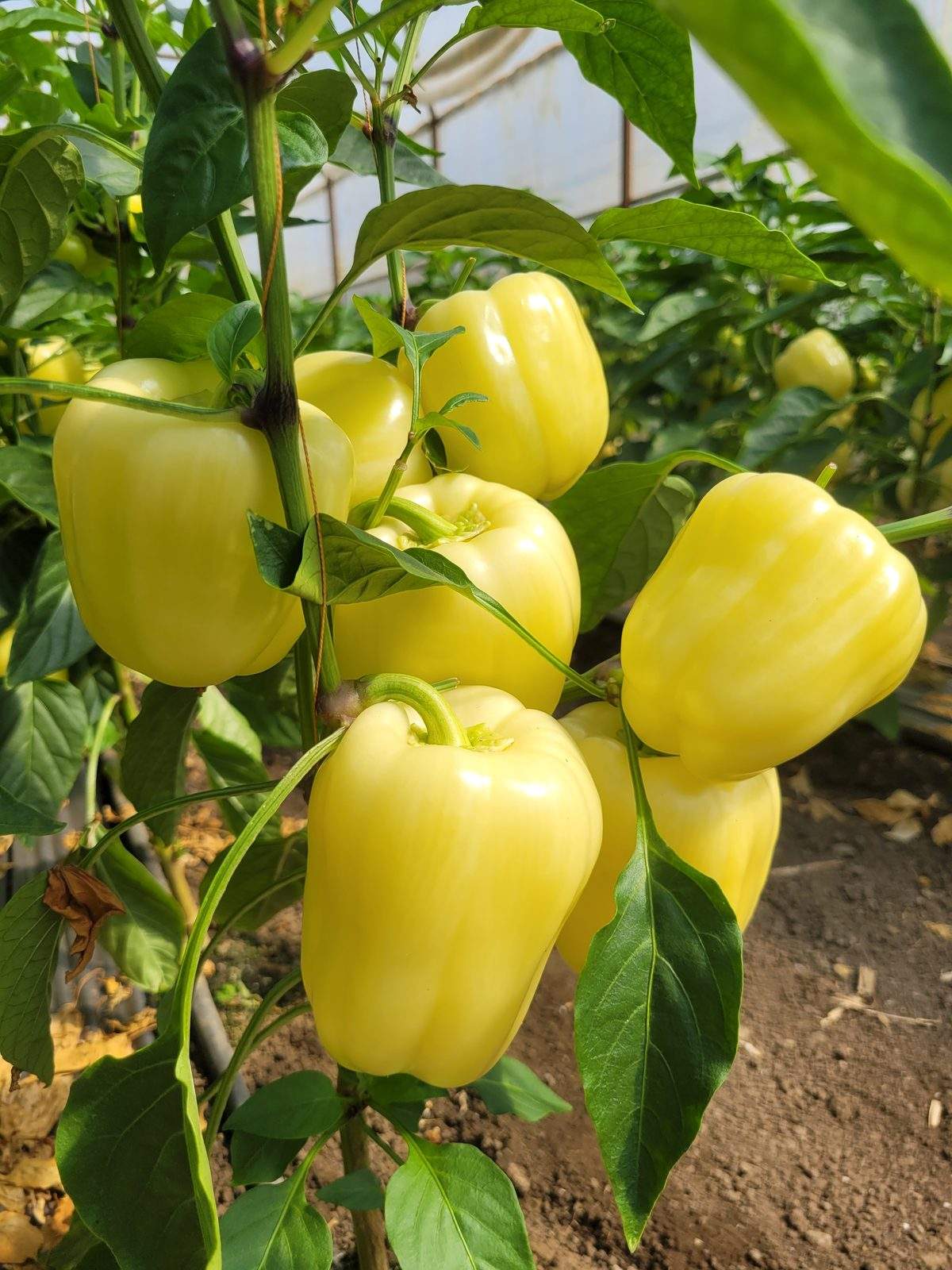 Garcovia