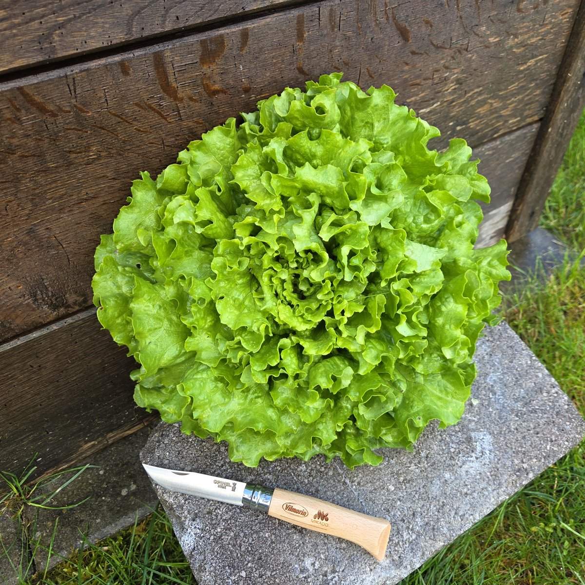 Parabella