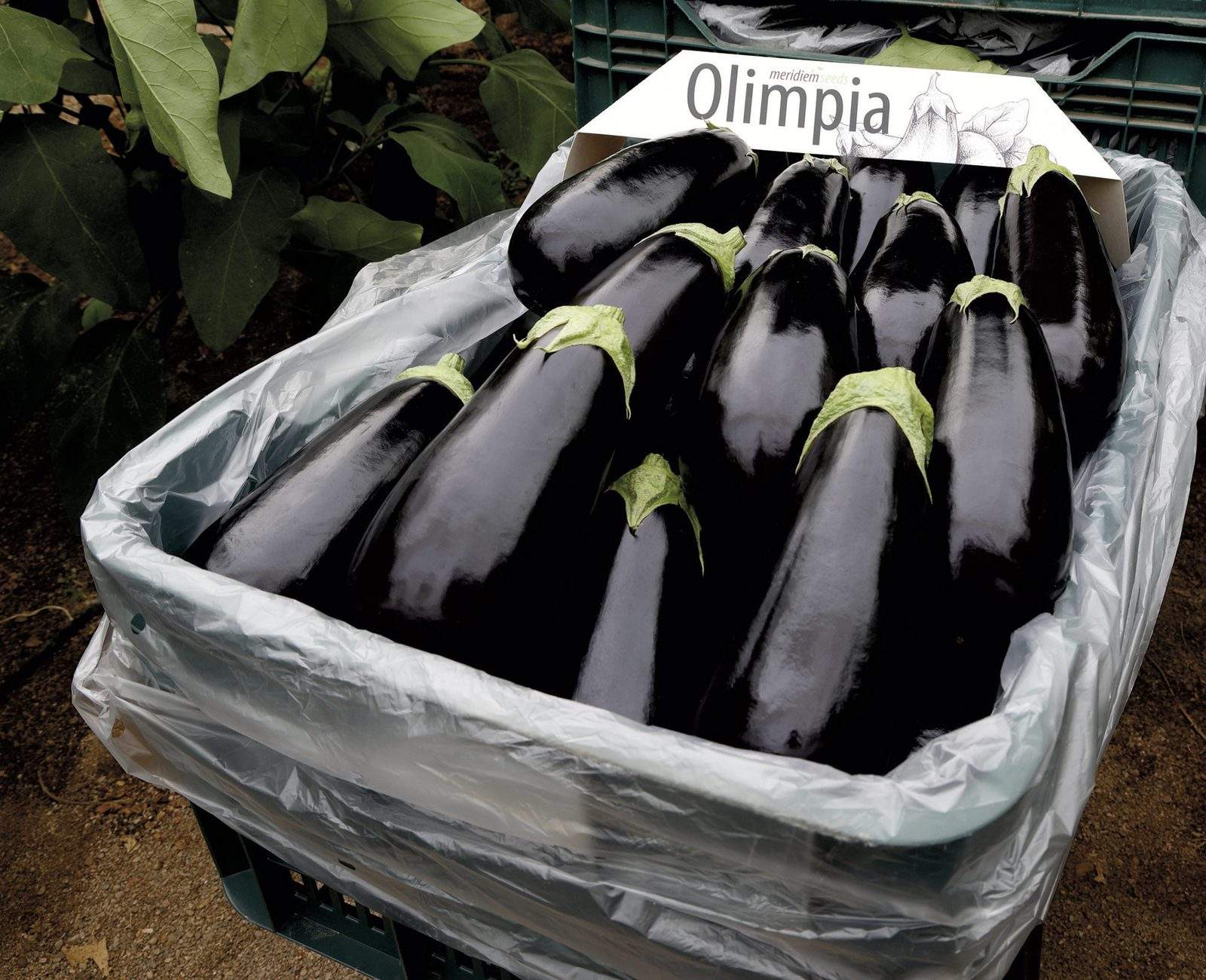 Olimpia